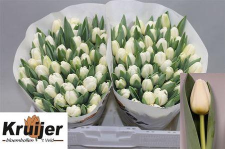 <h4>Tu En Antarctica</h4>