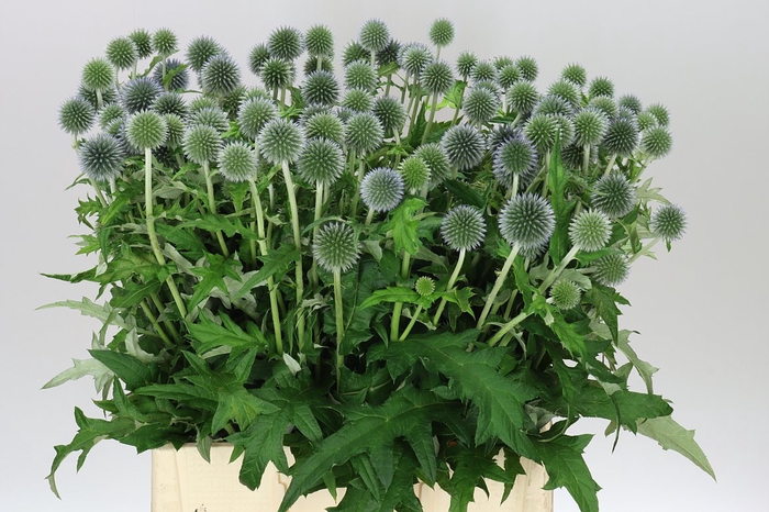 <h4>Echinops Ba Blue Globe</h4>