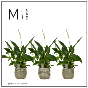 Spathiphyllum Chopin Nature - 9cm in Madeira | Mimesis