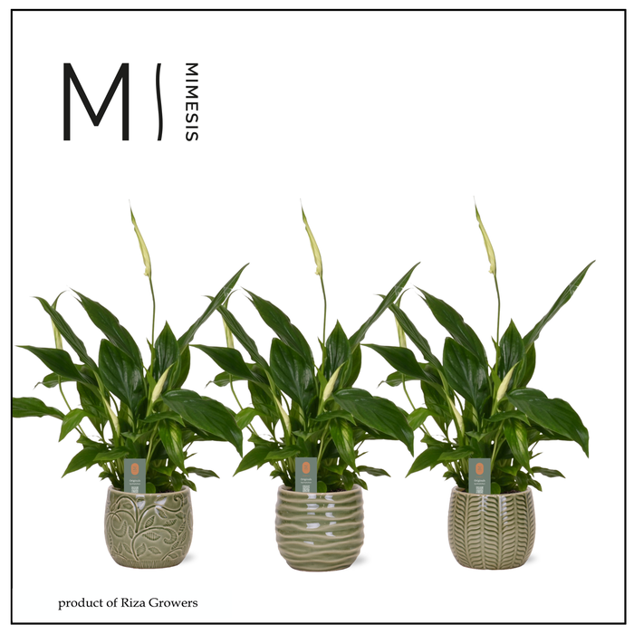 <h4>Spathiphyllum Chopin Nature - 9cm in Madeira | Mimesis</h4>