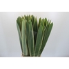 Phormium