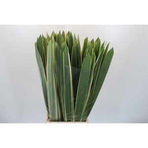 Phormium
