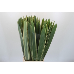 Phormium