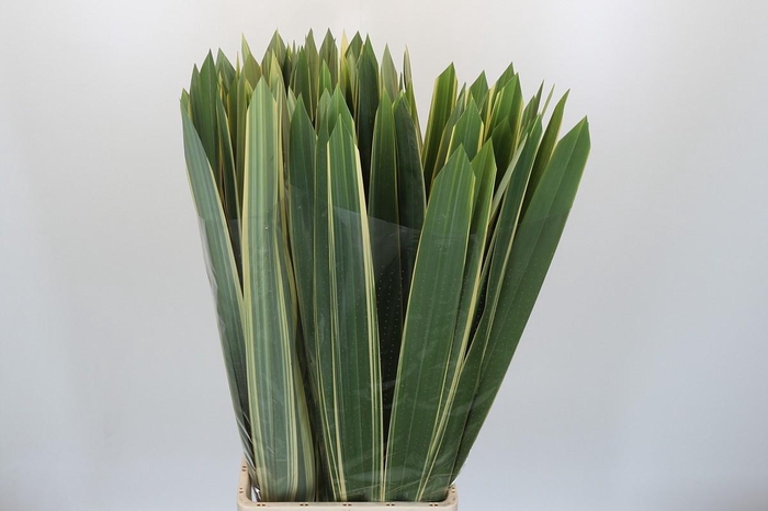 <h4>Phormium</h4>