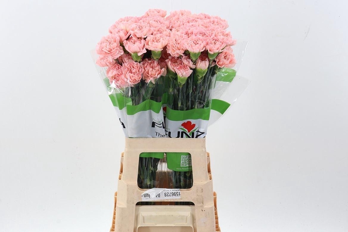 <h4>Dianthus ST 'Eternal Love'</h4>