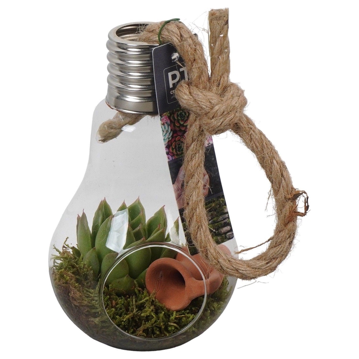 <h4>PTGIG2115 Arrangement Greens in glass in glazen terrarium</h4>