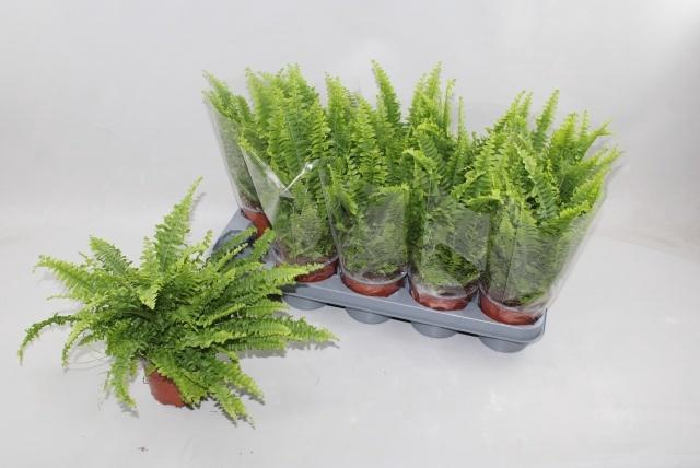 <h4>NEPHR EX GREEN LADY</h4>