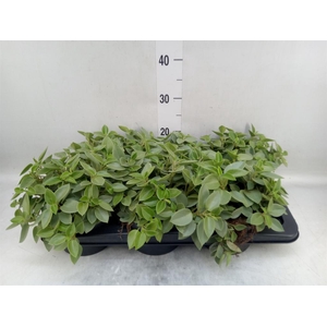 Peperomia pros. 'Pixie'