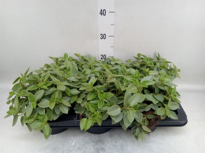 <h4>Peperomia pros. 'Pixie'</h4>