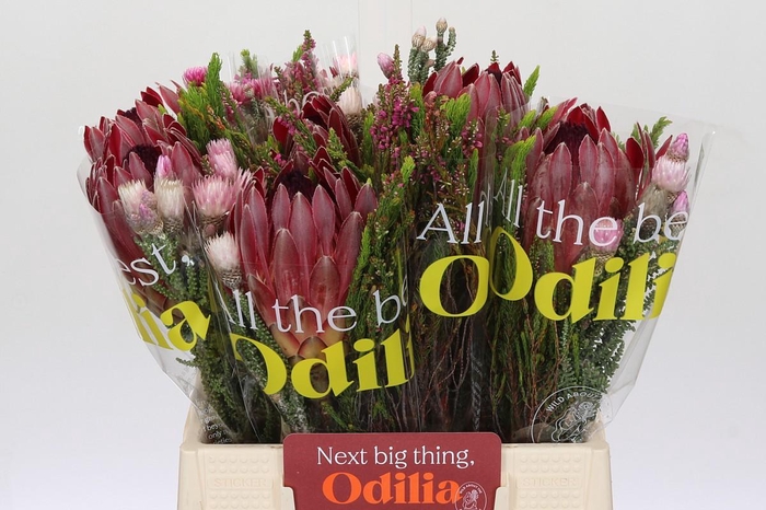 BQ Protea Sharon SFB