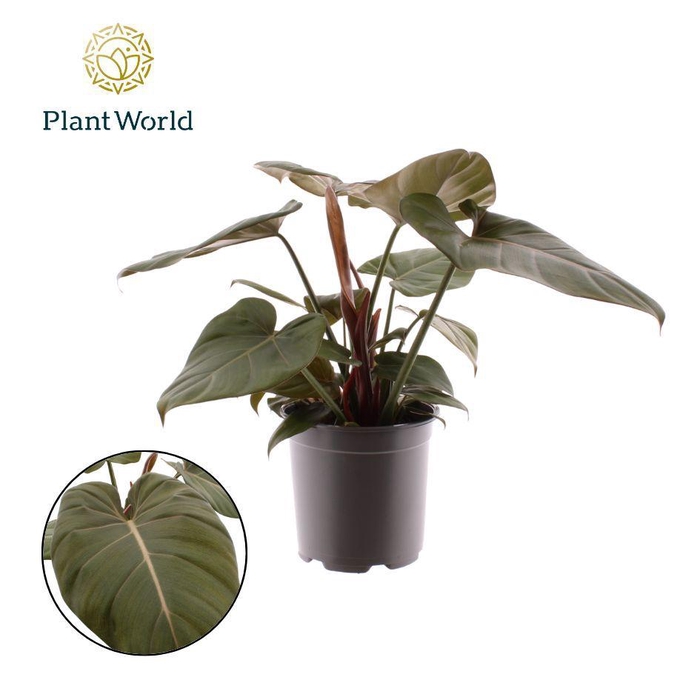 <h4>Philodendron Summer Glory</h4>