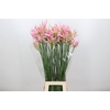 Nerine Pink Wonder