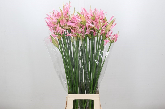 <h4>Nerine Pink Wonder</h4>