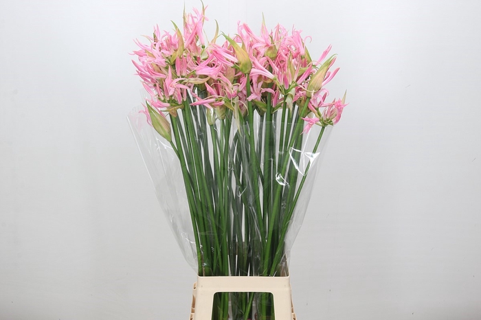 Nerine Pink Wonder