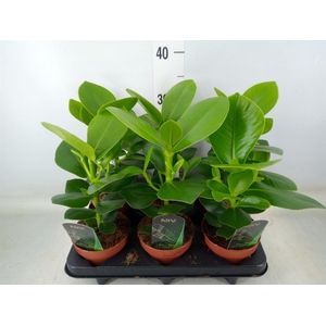 Clusia rosea 'Princess'