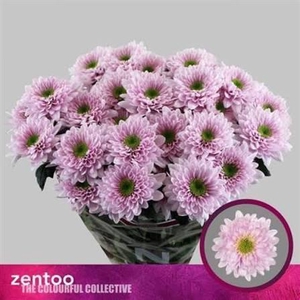 CHRYSANTHEMUM TR 'COMMANDER PINK'