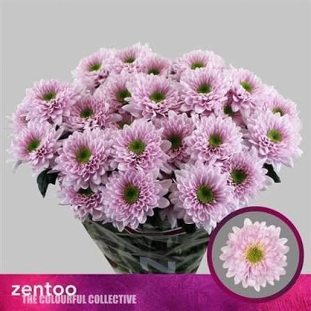 <h4>CHRYSANTHEMUM TR 'COMMANDER PINK'</h4>