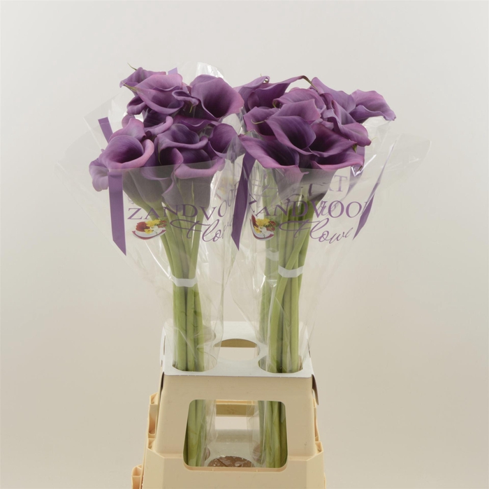 <h4>Calla Durban | Heavy Quality</h4>