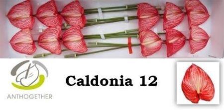 <h4>Anth A Caldonia</h4>