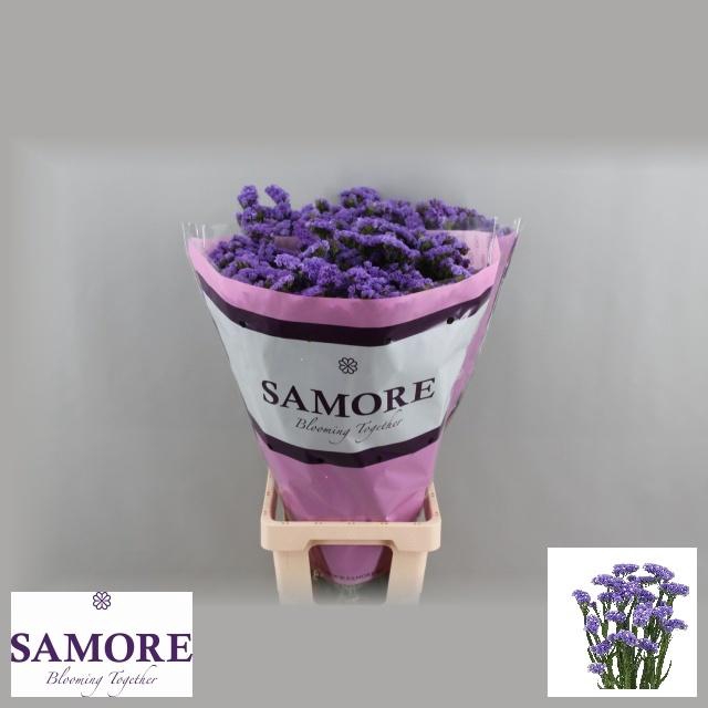 <h4>LIM S LIL SUN BIRDS</h4>