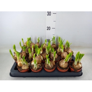 Narcissus  'Tete a tete'