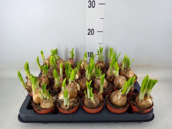 <h4>Narcissus  'Tete a tete'</h4>