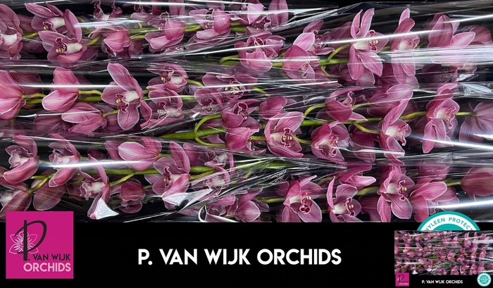 <h4>CYMB T MONICA</h4>