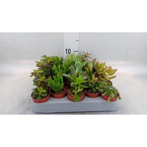 Crassula   ...mix