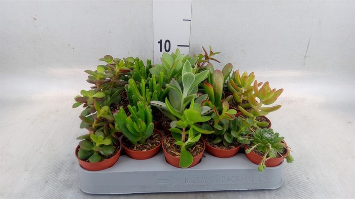 <h4>Crassula   ...mix</h4>