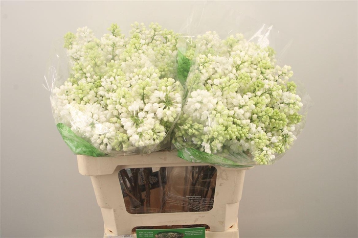 <h4>Syr Stepman White</h4>