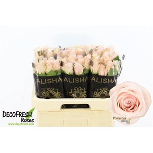 Rosa a grande fleur Pomarosa