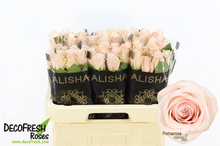 <h4>Rosa a grande fleur Pomarosa</h4>