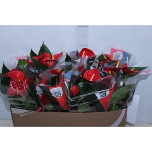 ANTHURIUM RED SUCCESS P15