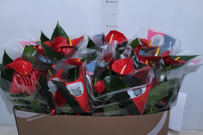 <h4>ANTHURIUM RED SUCCESS P15</h4>