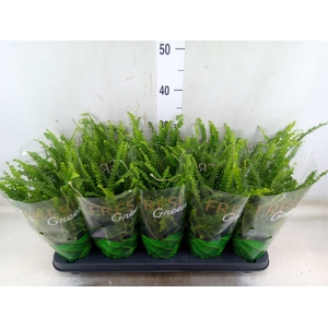 Nephrolepis cord. 'Duffii'