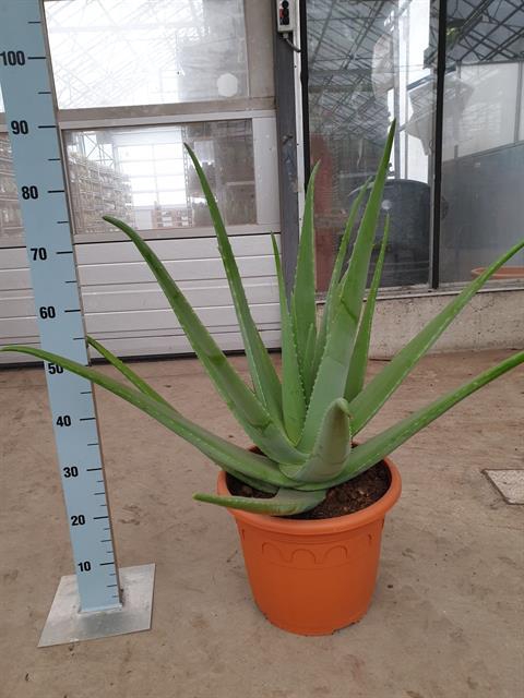 <h4>ALOE VERA</h4>