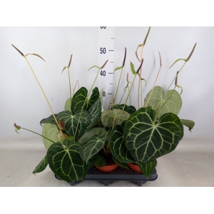 Anthurium clarinervium