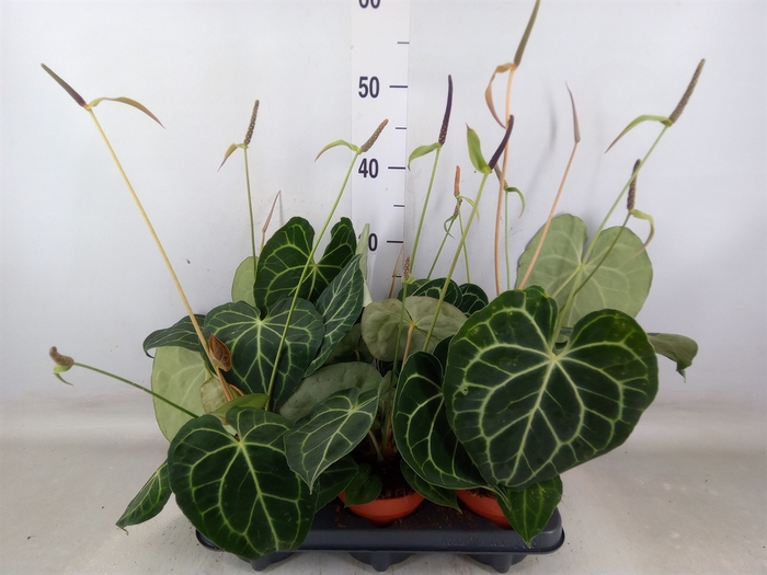 <h4>Anthurium clarinervium</h4>
