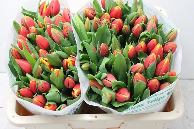 <h4>TU EN RUSSIA</h4>