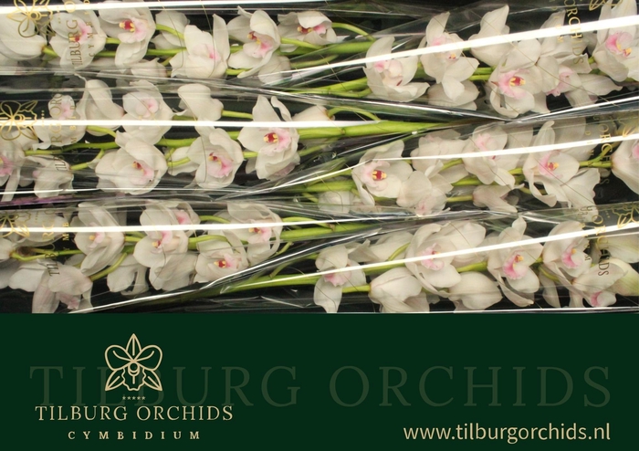 <h4>CYMB T DOS PUEBLOS</h4>