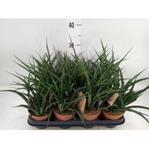 Sansevieria  'Fernwood'