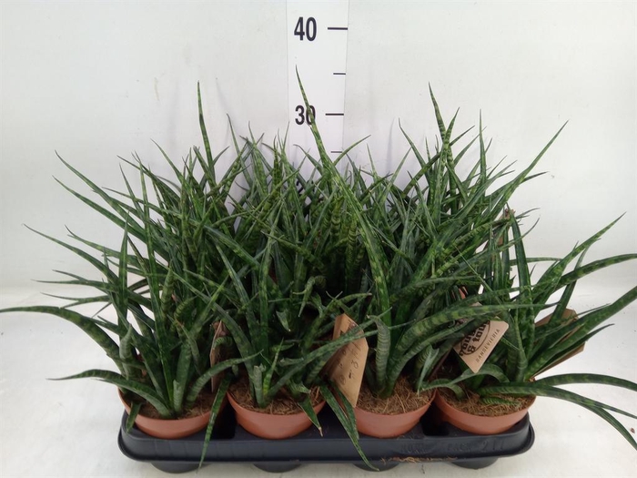 <h4>Sansevieria  'Fernwood'</h4>
