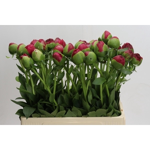 Paeonia Command Performance