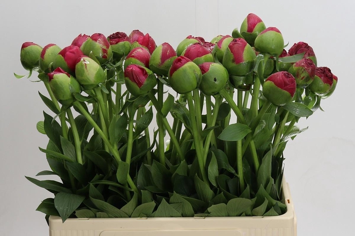 <h4>Paeonia Command Performance</h4>