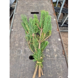 Pinus Mugo subsp. mugo per bos