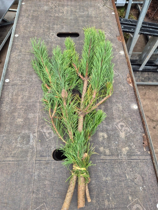 <h4>Pinus Mugo subsp. mugo per bos</h4>