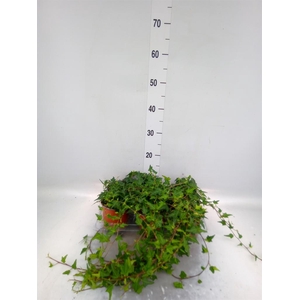 Hedera helix   ...