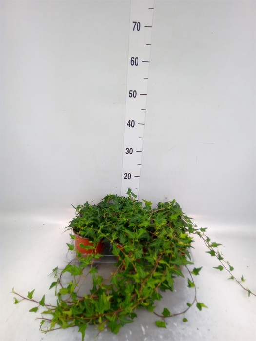 <h4>Hedera helix   ...</h4>