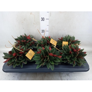 Peperomia caperata 'Rosso'