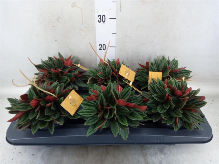 <h4>Peperomia caperata 'Rosso'</h4>